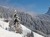 Boschi innevati nelle Dolomiti