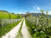 Paesaggio fiorito in Val Passiria, vicino Merano